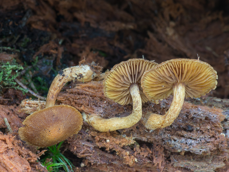 Gymnopilus josserandii